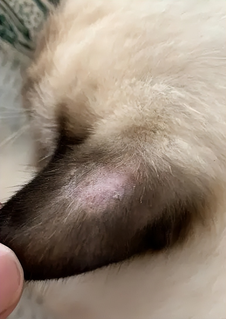 猫的智商最高的是什么品种,从猫喝水的姿势就能看出它的智商