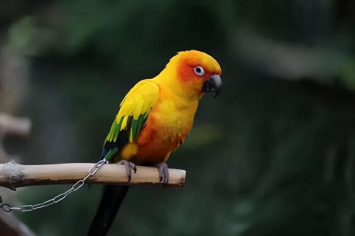 科学可以养的大型鹦鹉养宠攻略,鹦鹉缺钙喂什么好点呢图片