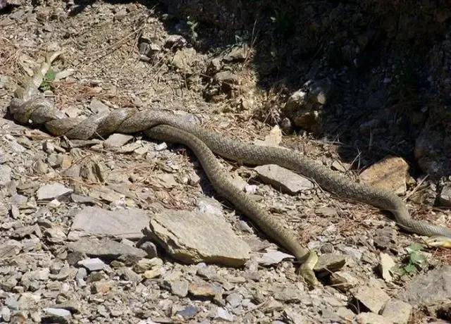 动物交,配时间表,最短0.3秒,最长的竟然是……