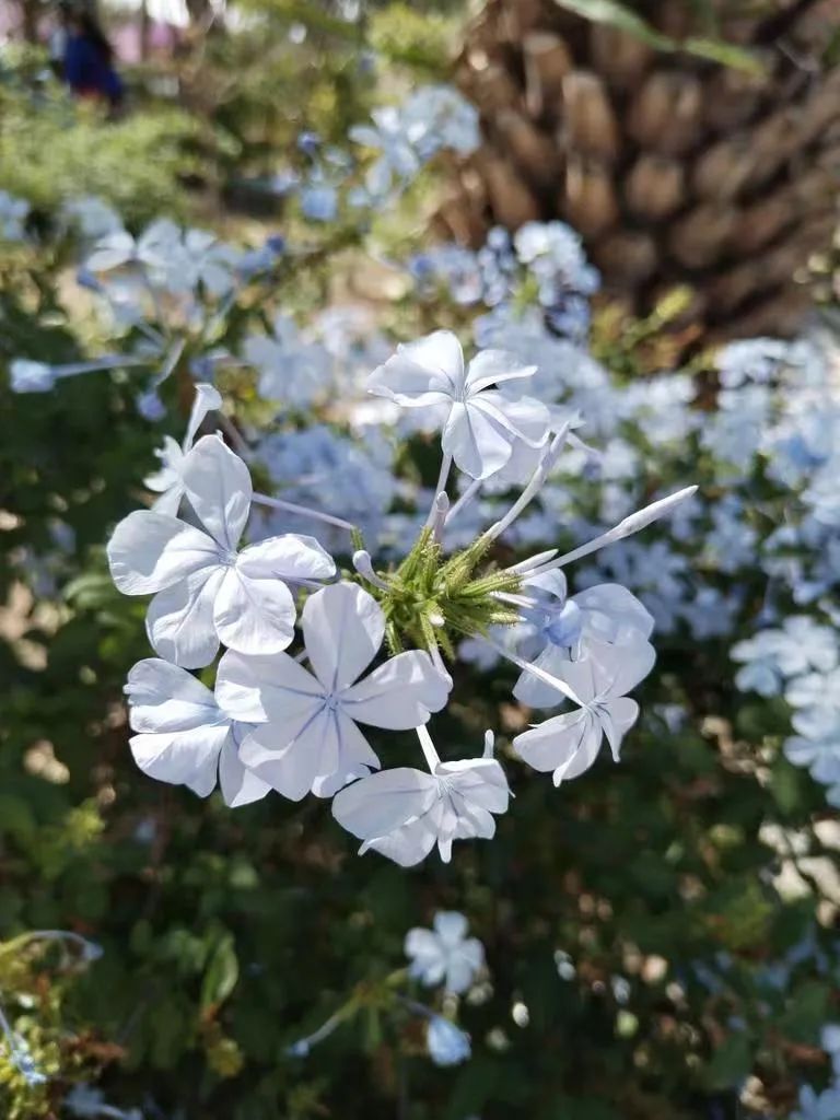 适合夏天养的7种花越晒开花越旺,夏天最能开的10种花越热越能开