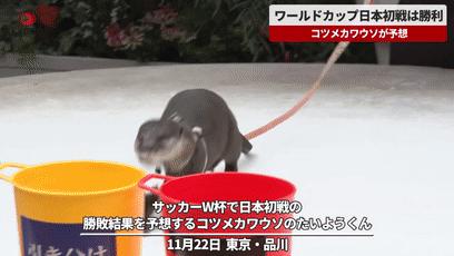 大熊猫成功“预测”日本战胜德国,大熊猫预测四场球赛