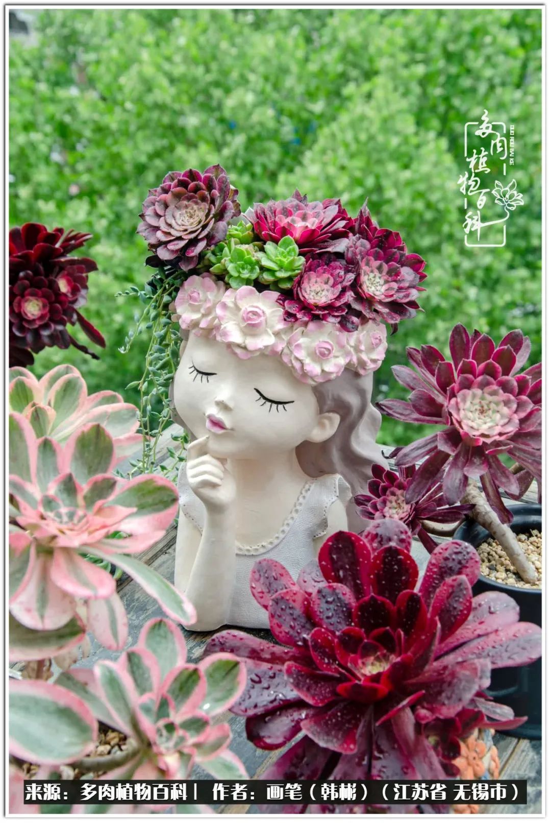 盆景多肉常遇到的问题,多肉盆景无穷小