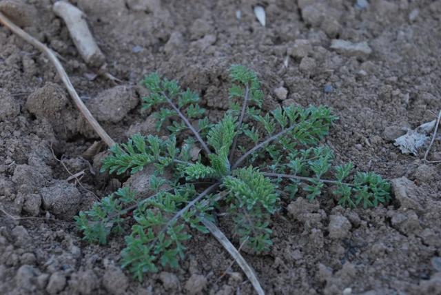 白蒿野菜怎么区别,干白蒿价格多少钱一斤