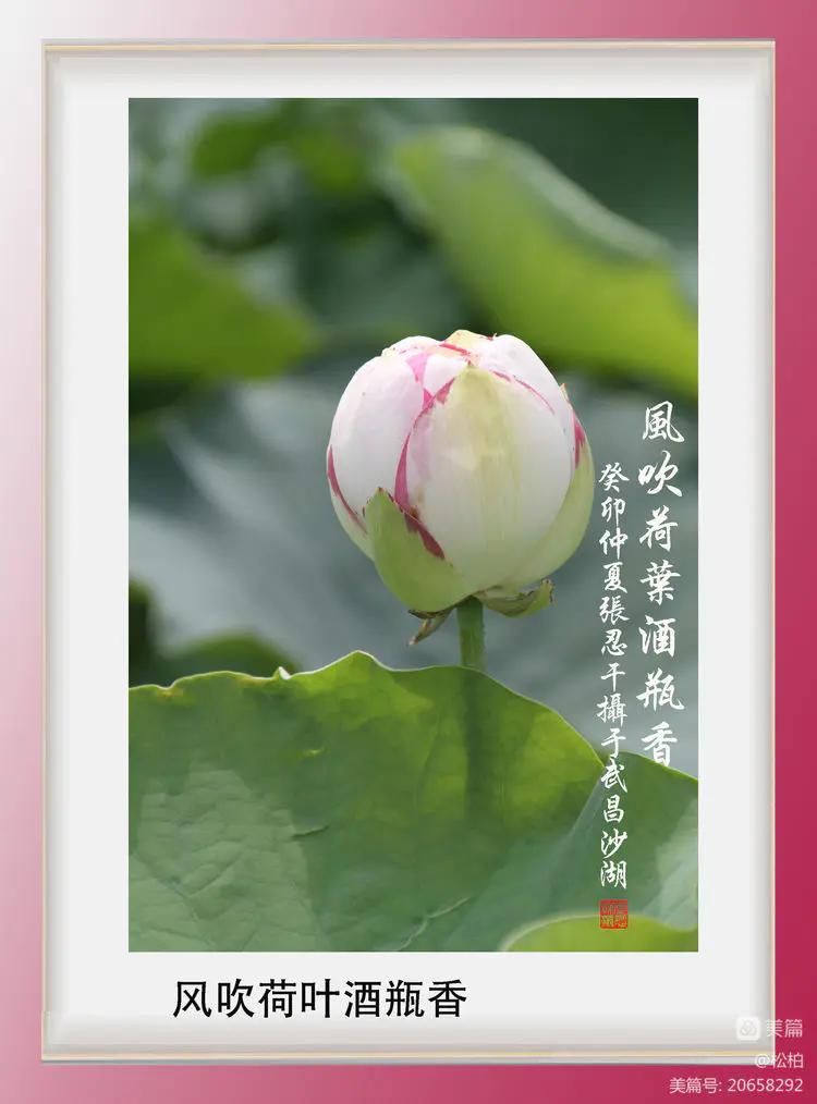 诗图战友情（九十五）荷花别样红