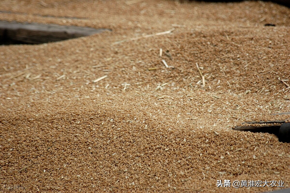 小麦期货行情最新消息,小麦期货价格走势前景如何