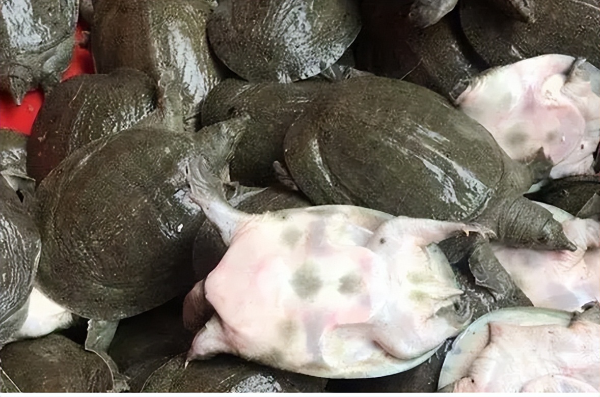 野生鱼，你买对了吗？