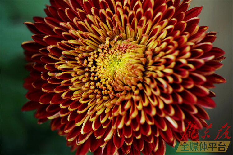 寒花已开尽菊蕊独盈枝的意思,寒花开已尽菊蕊独盈枝杜甫