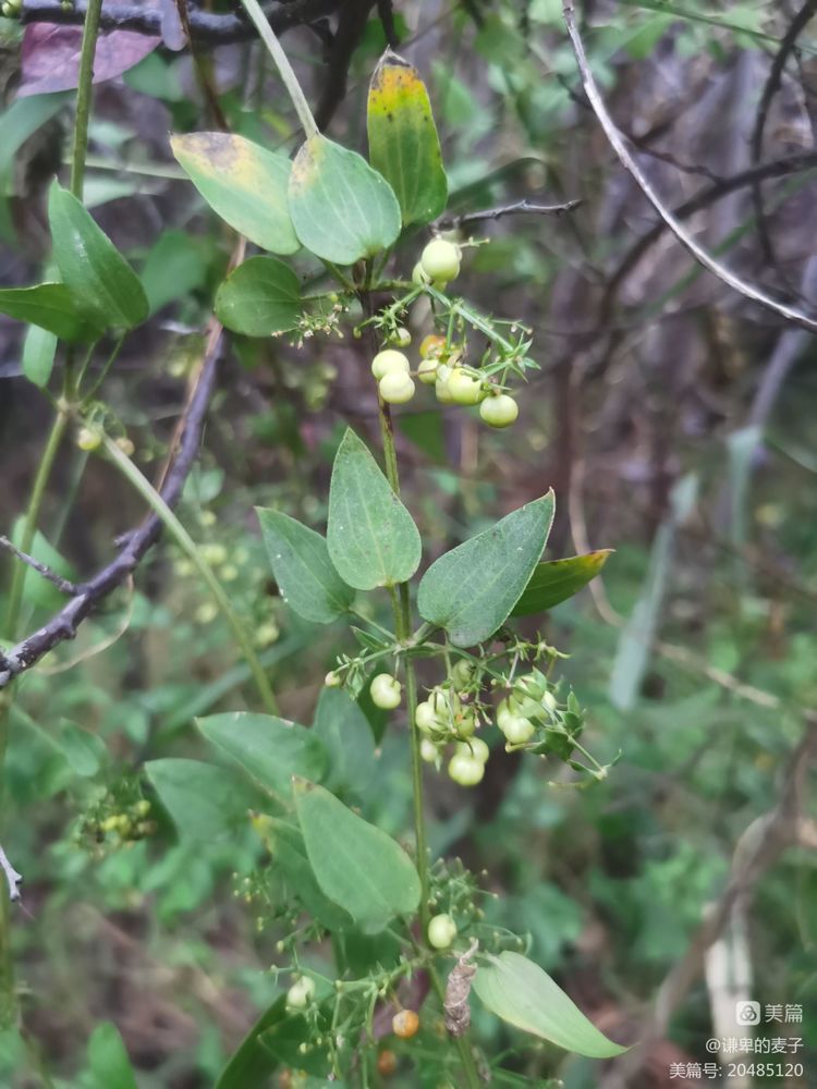 素雅芳香宜人的珍稀植物,让人念念不忘的芳香草本植物