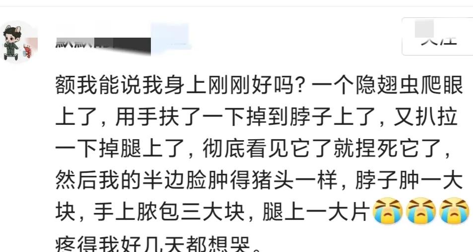 被隐翅虫毁容会好吗,隐翅虫脸上毁容