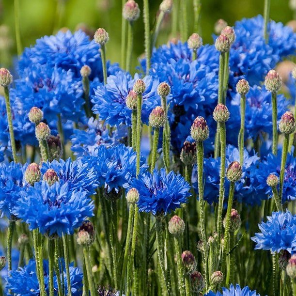 电影蓝色矢车菊演员表,蓝色矢车菊的图片