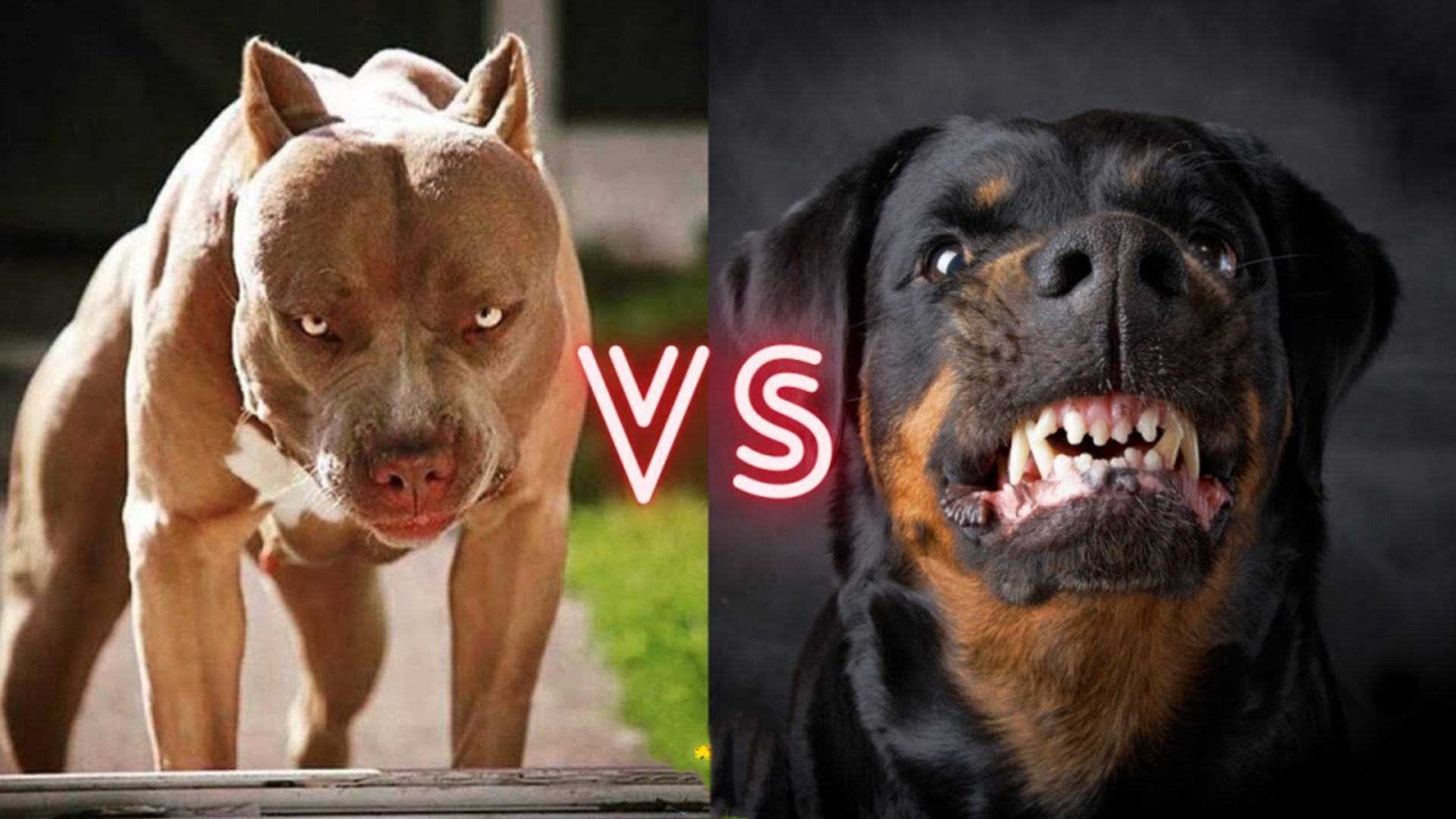 比特犬和罗威纳打架哪个厉害些,比特犬vs罗威纳犬谁厉害