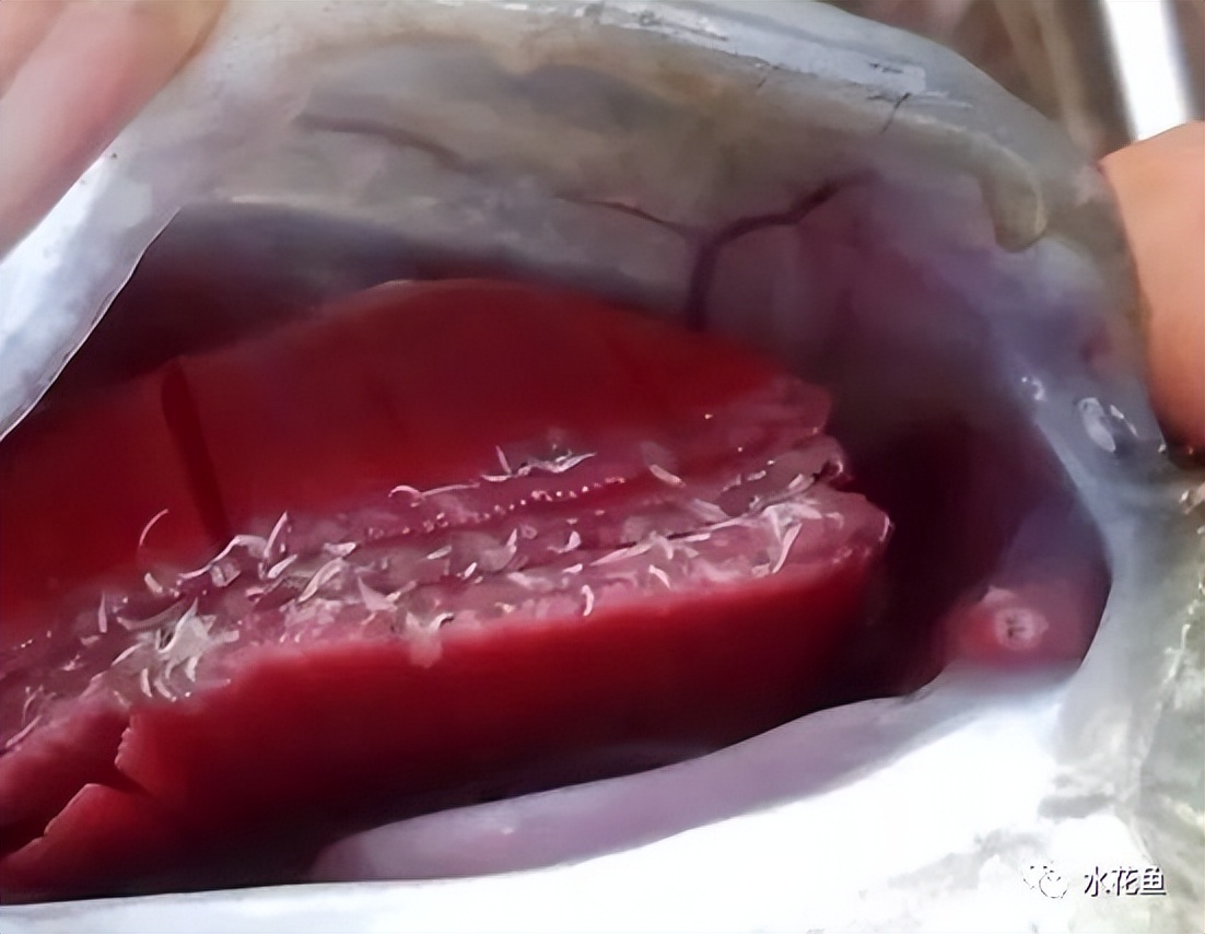 鱼身上长锚头鳋虫图片,锚头鳋孢子虫