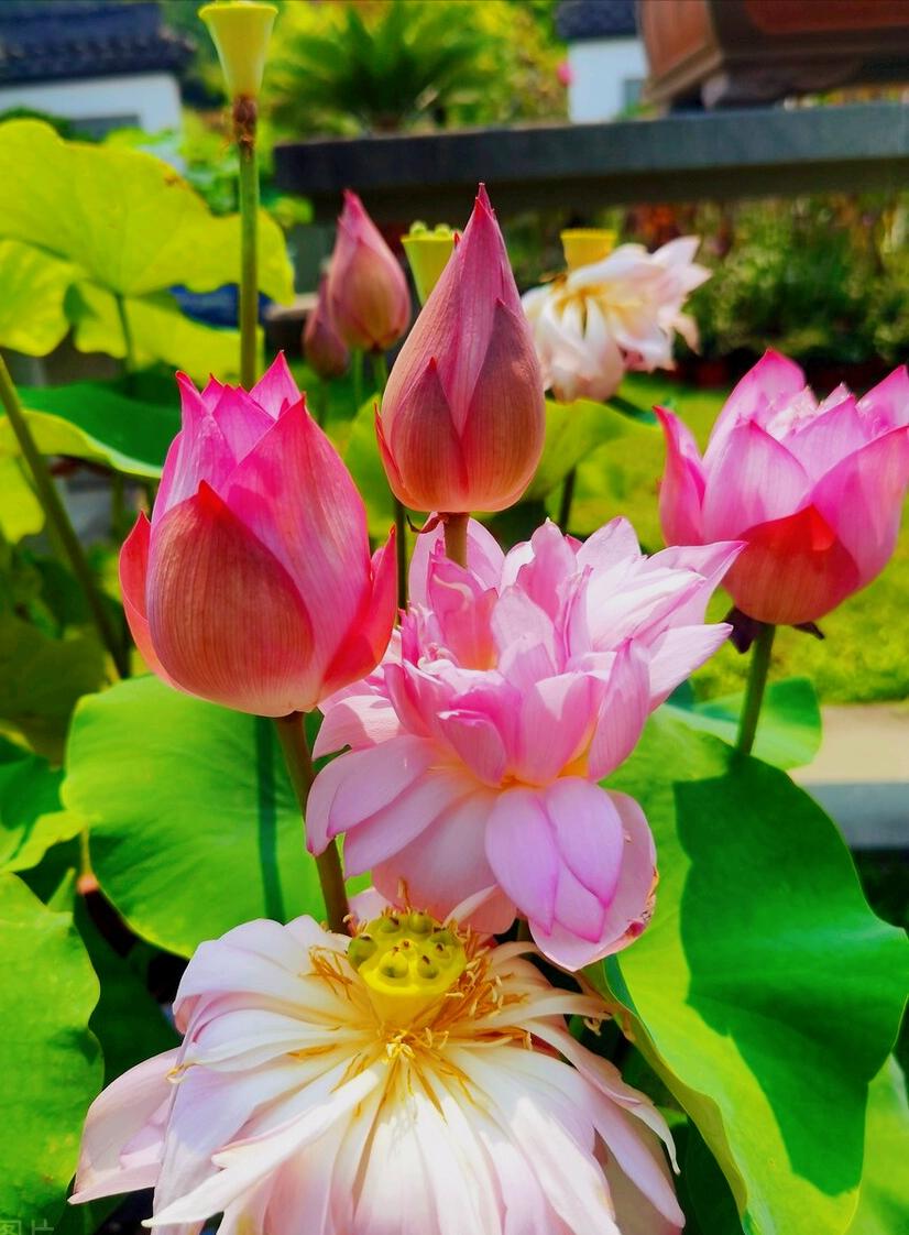 一花一惊艳，爱在夏花中，荷花别样红，莲叶无穷碧，弄花香满衣