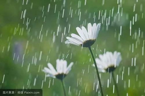 关于春雨的随想,春雨的心绪