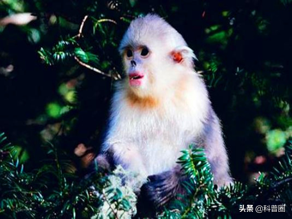 神农架深处为何被列为禁区进不去,神农架深处为何被列为禁区知乎