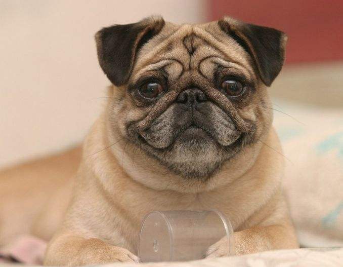 有一种狗很臭,狗狗身上很臭咋办