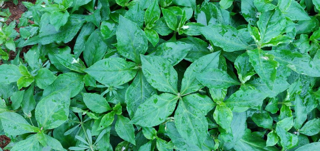 归脾汤治疗糖尿病,黄连温胆汤治疗糖尿病病例