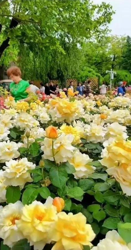 公园里的花真美啊图片,公园里的花真美啊的拼音