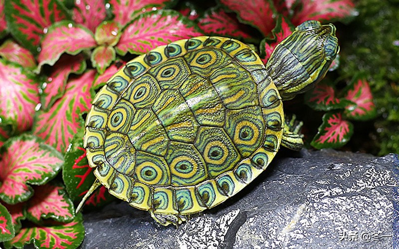 新手养龟的基本知识,入门养龟用什么龟缸