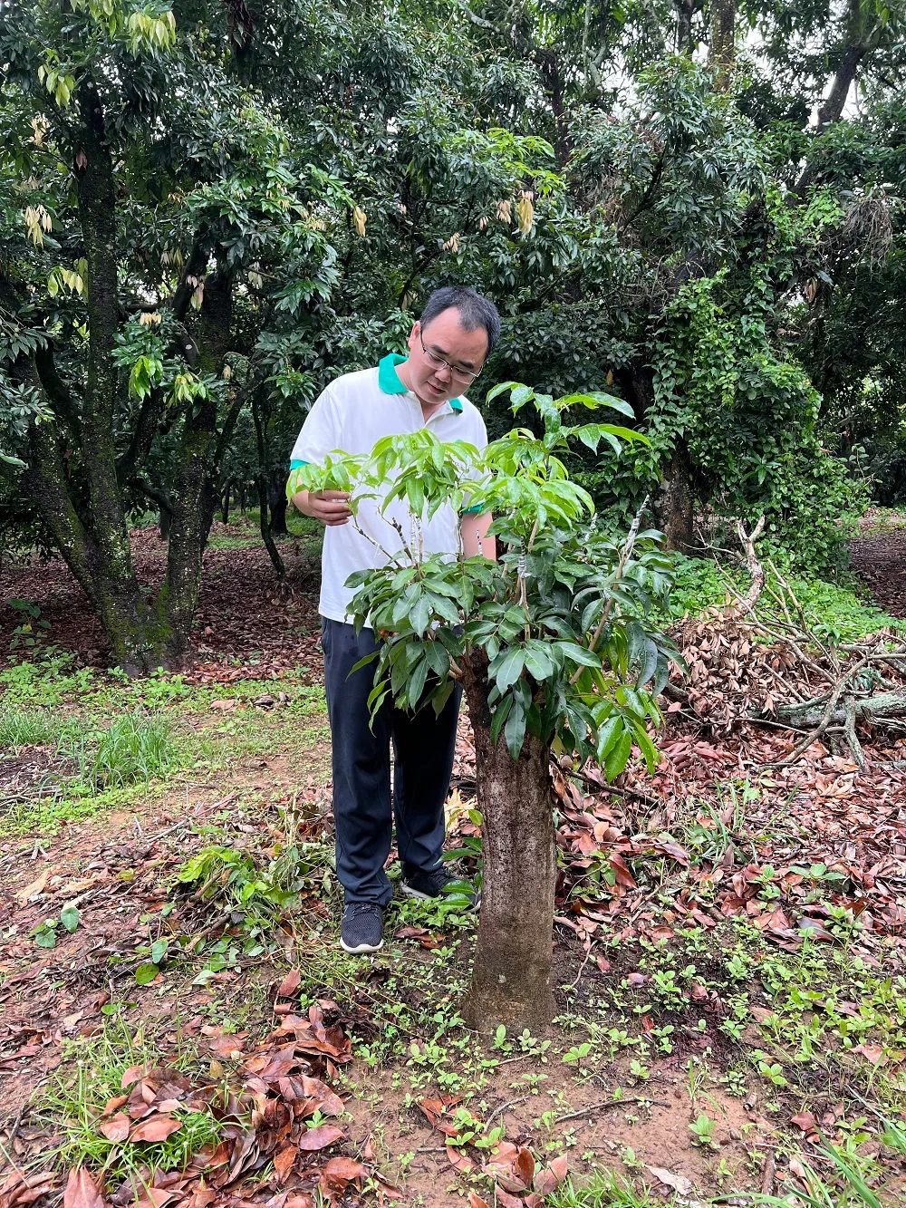 做好“土特产”文章合作社大有作为——走进高州市根子柏桥龙眼荔枝专业合作社