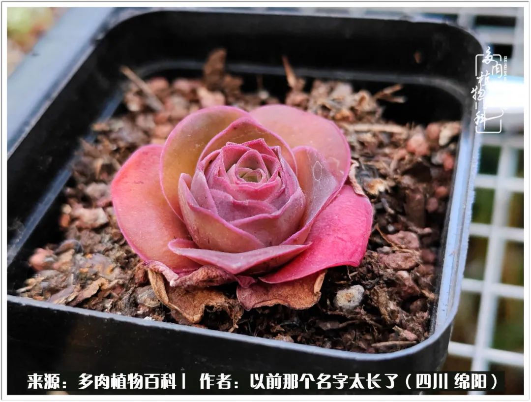 夏天山地玫瑰,小清新山地玫瑰