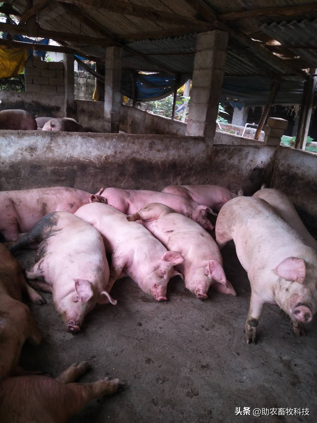 乳酸菌对猪拉稀有帮助吗,猪用乳酸菌有哪些好处