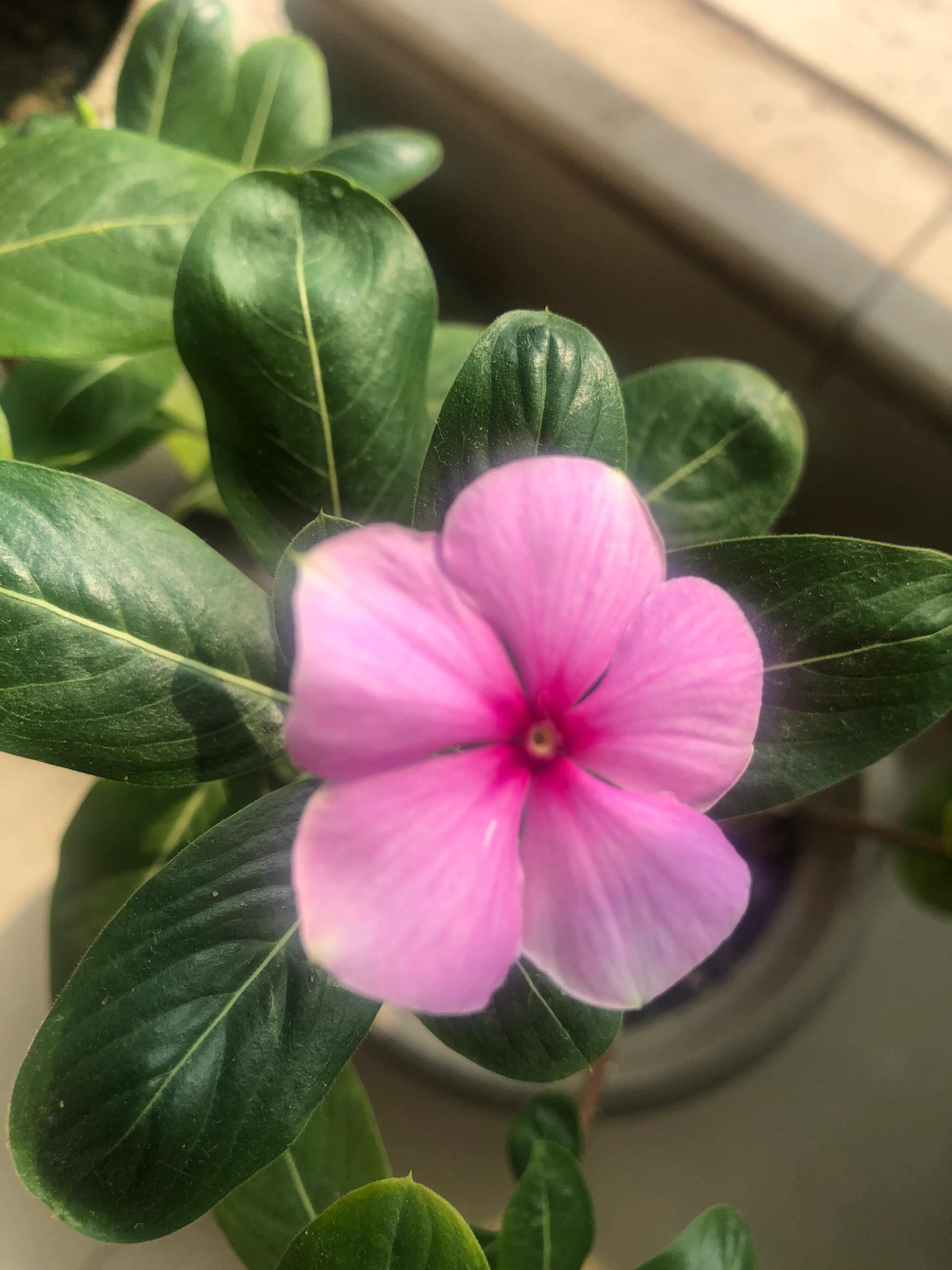 美丽俏佳人发型,美丽俏佳人化妆品好吗