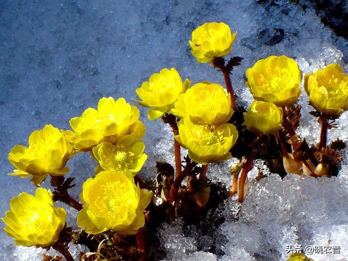 冰凌花百科简介,冰凌花盆栽养殖方法