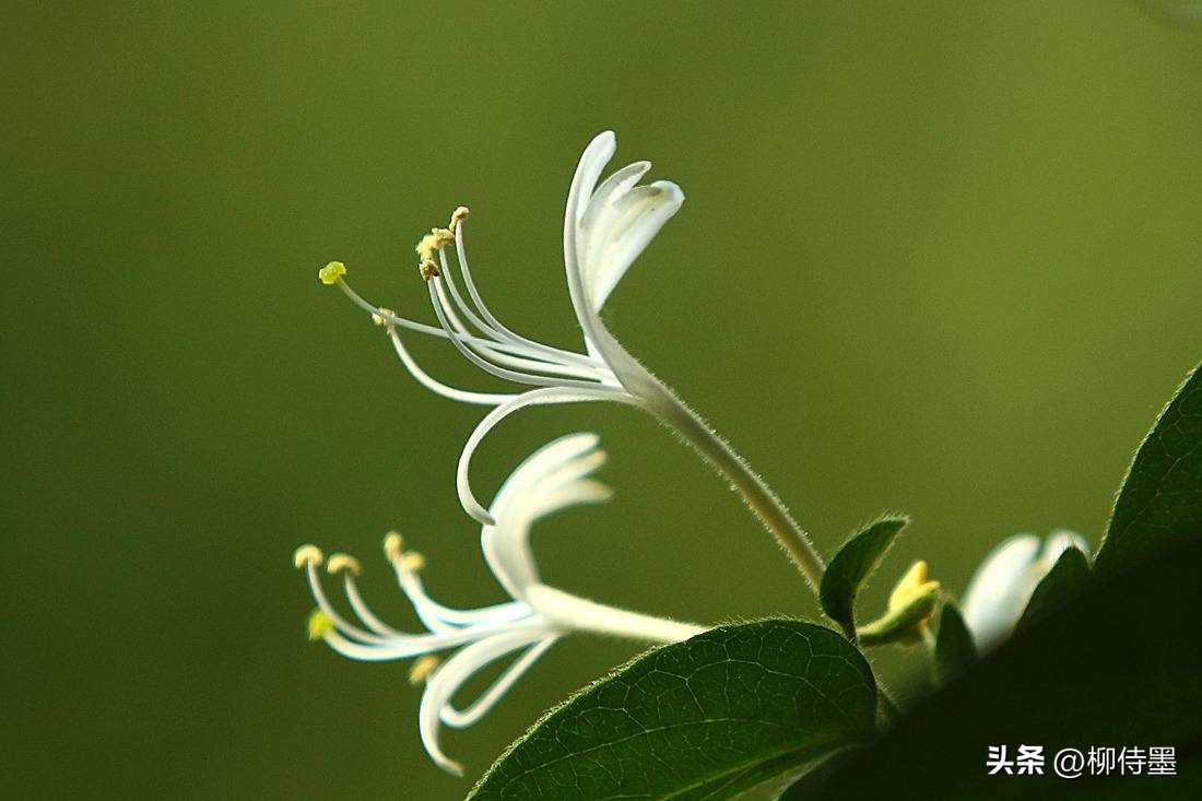 如何拍摄高清花朵照片教程,拍照技术技巧花朵