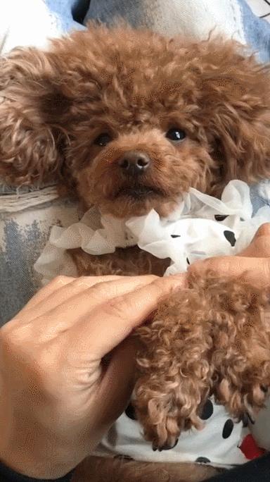 小型犬的品种大全100种,家庭养小型犬养什么品种好