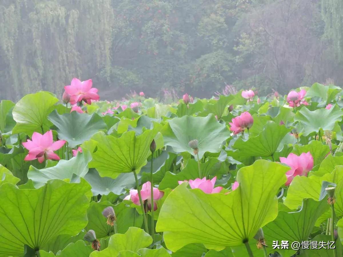 收藏50首夏日古诗词带你清凉一夏,十首诗词最懂夏天的美