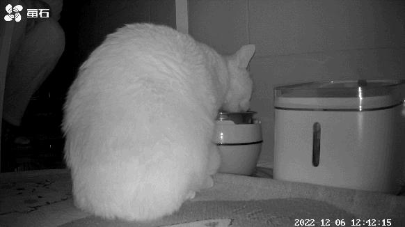 16个变态又实用的养猫妙招必看,养猫必看的100个技巧