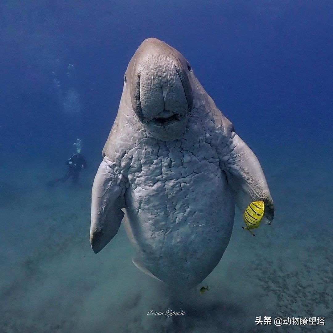 巨型儒艮灭绝,儒艮为什么遭到大量捕杀