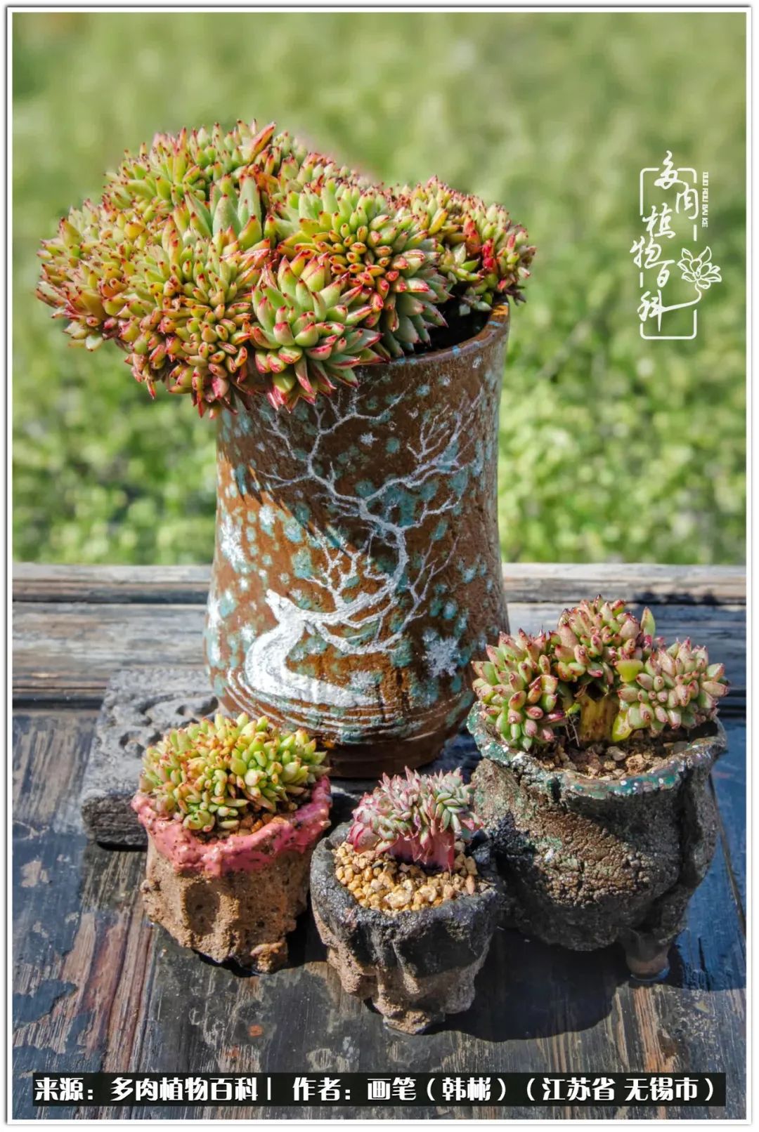 盆景多肉常遇到的问题,多肉盆景无穷小