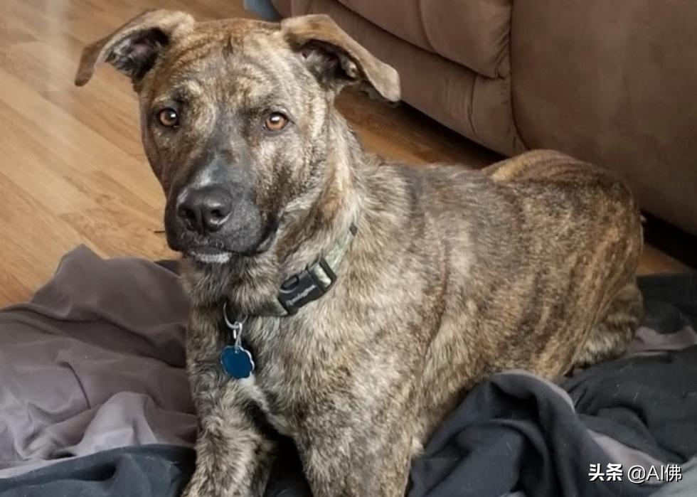 美国犬种有哪些,美国五大传奇犬种