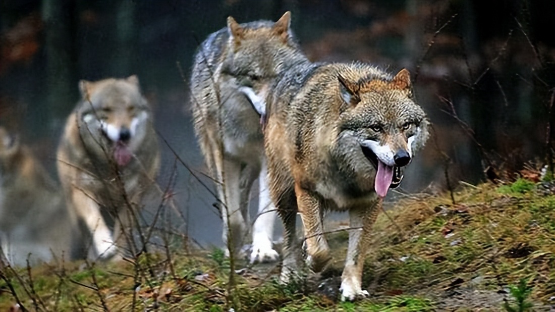 被狼群救下的藏獒,西藏一头孤狼咬死七只藏獒