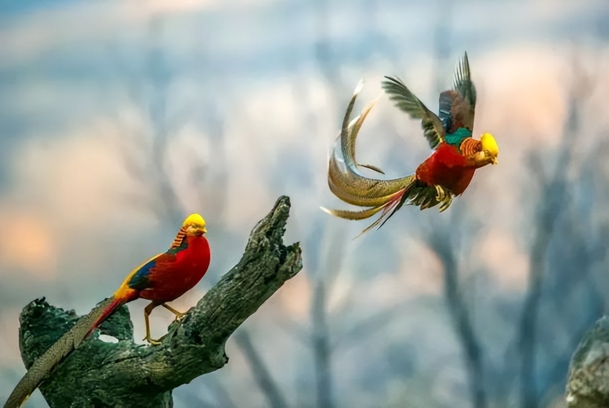 养凤凰的大爷后续,大爷养凤凰4年是真的吗