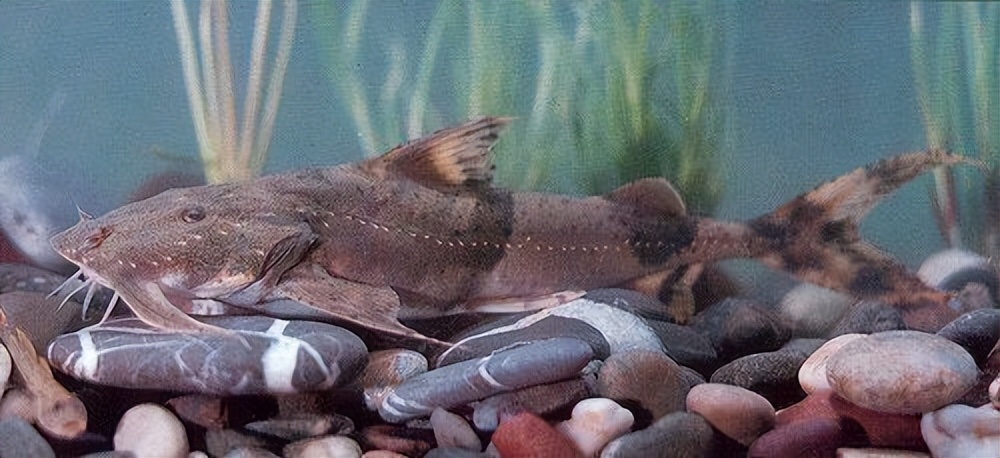 在印度是吃人水怪,在云南就是道菜!快要消失的面瓜鱼有多好吃?