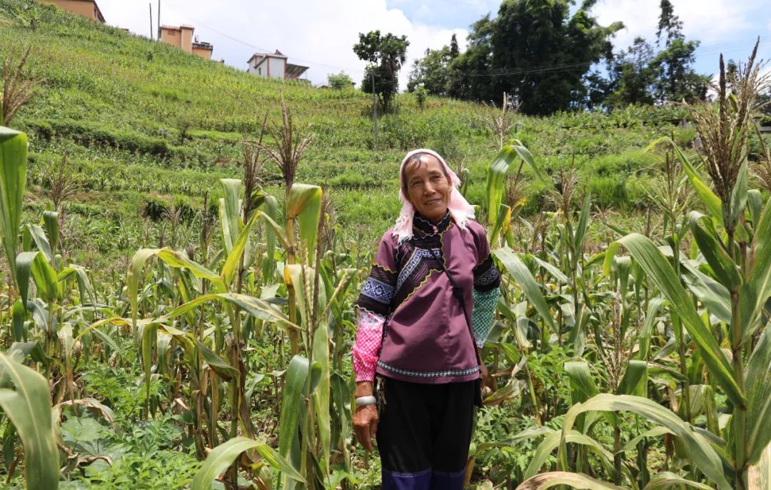 小魔芋成为村里致富新魔力,成县魔芋产业致富增收显魔力