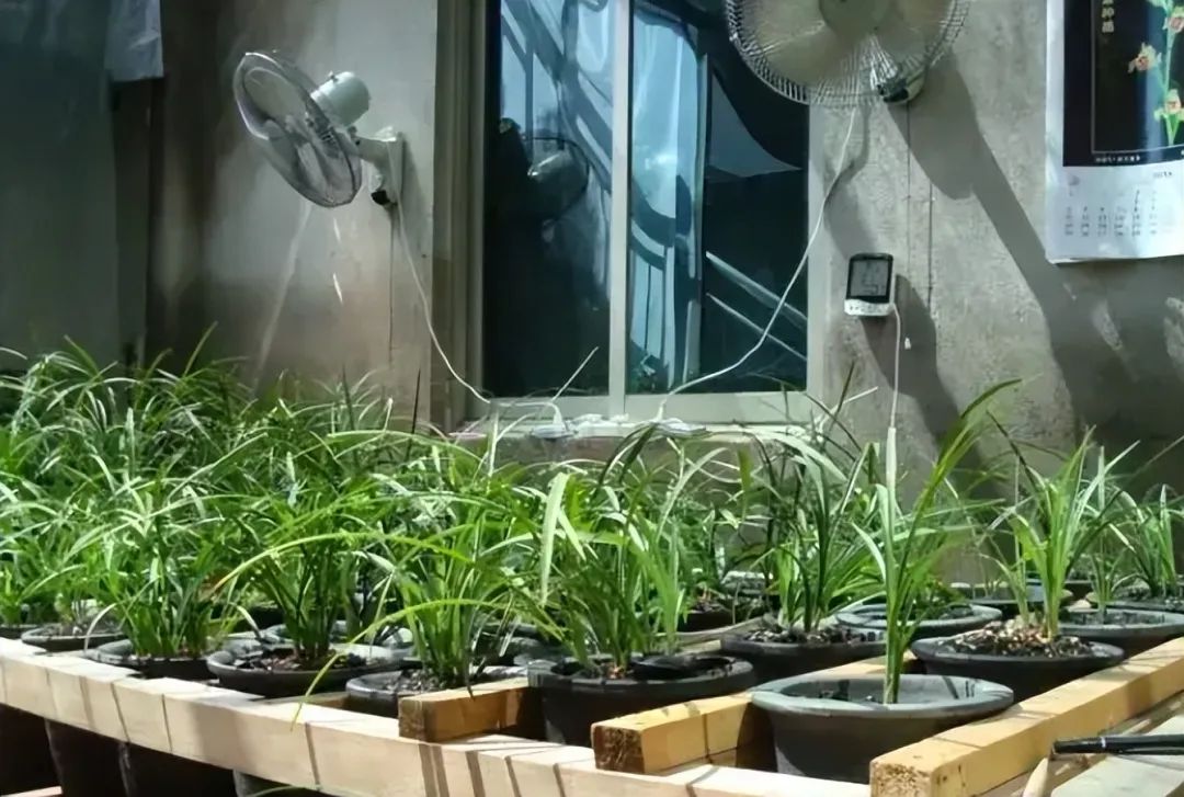 封闭阳台怎么养花技巧视频,封闭阳台养花技巧和方法