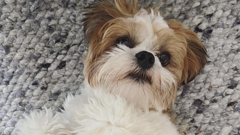 狗狗没有来月经分泌白色分泌物,狗狗没有怀孕下体出血