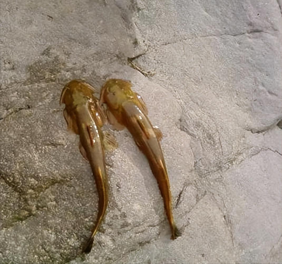 正在消失的河鲜图片,正在消失的河鲜排名