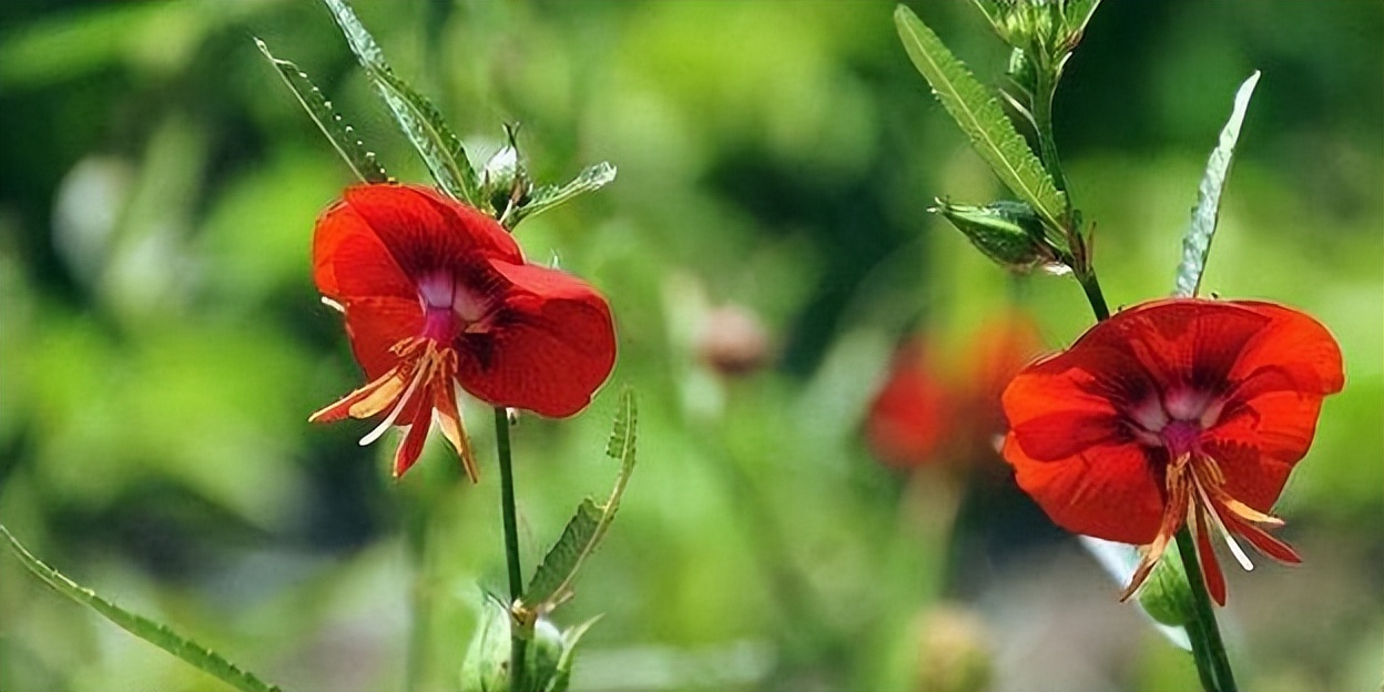 夜落金钱昼自开意思,夜落金钱昼自开