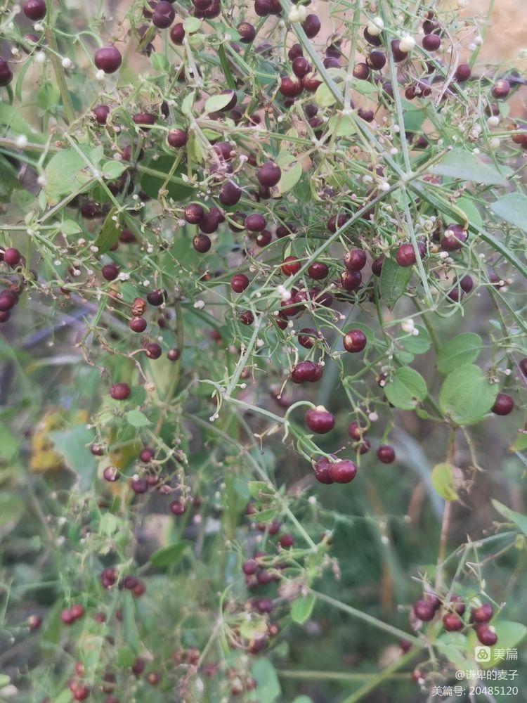 素雅芳香宜人的珍稀植物,让人念念不忘的芳香草本植物
