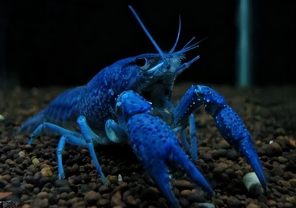 蓝魔虾需要浮出水面么,天空蓝魔虾的图片