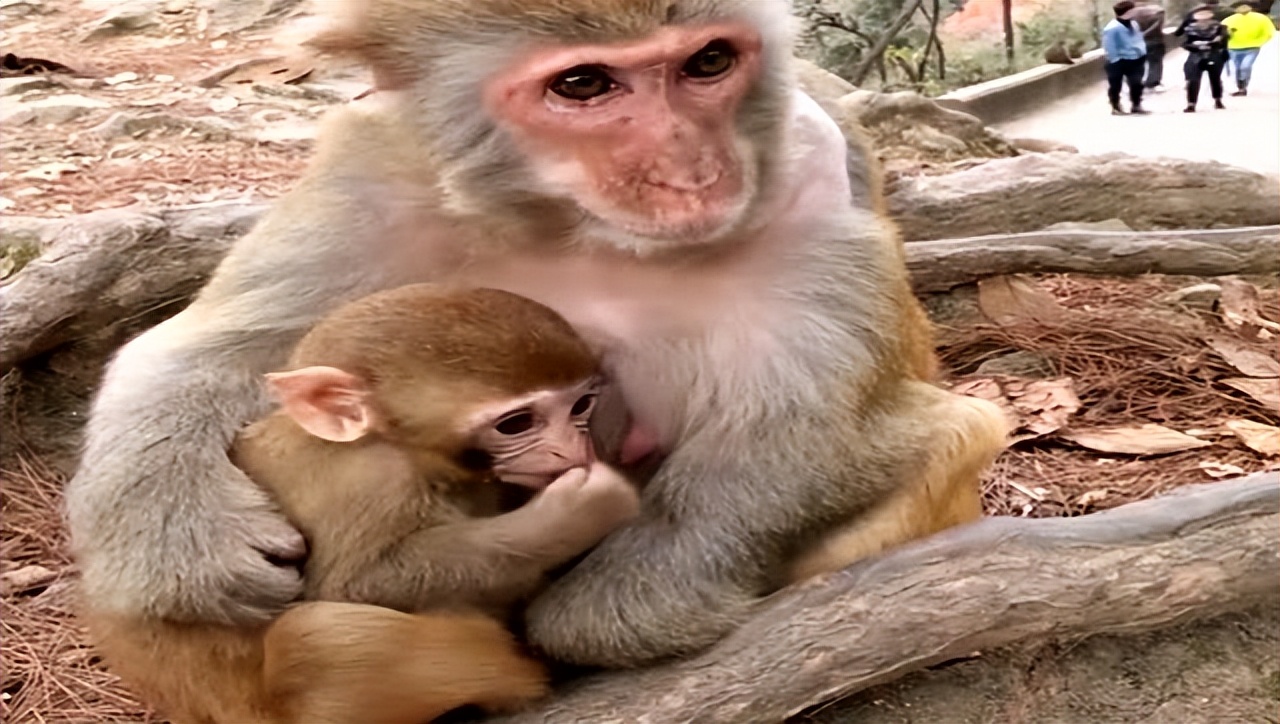 母猴打死猴宝宝,母猴暴打猴子幼崽