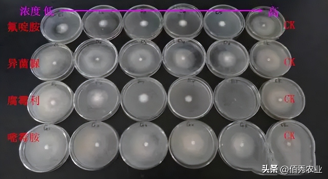 能治虫又能杀螨老牌杀虫剂,强力杀菌除螨用什么药