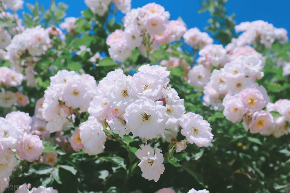 今年立夏是白天还是晚上几点立夏,今年立夏是几点几分夏天热不热