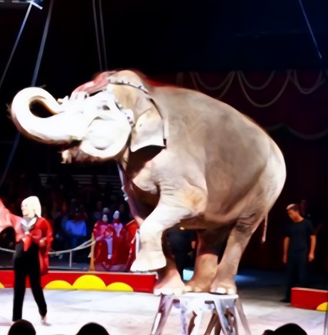 世界唯一被执行死刑的大象,被判死刑的大象