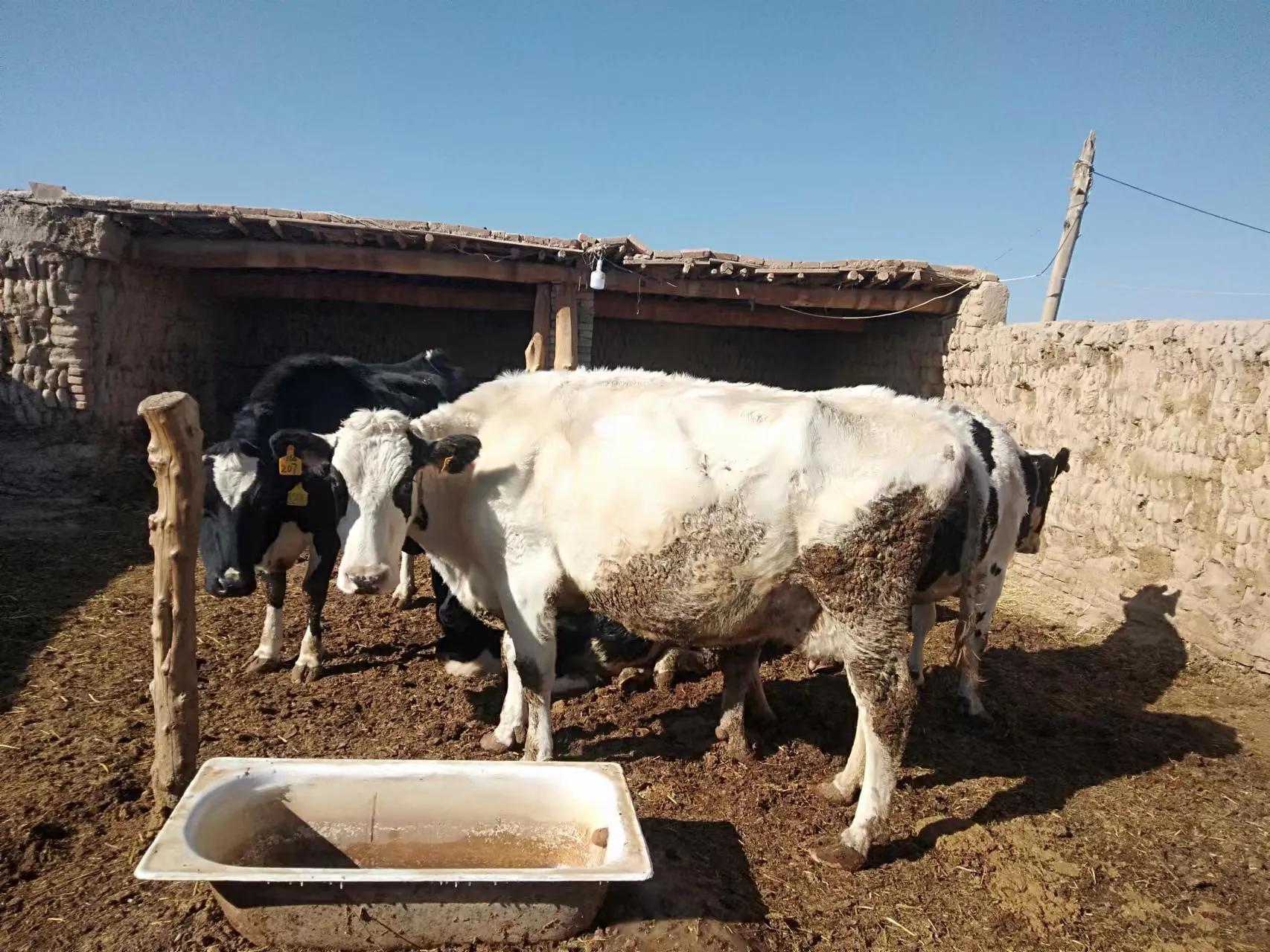 奶牛怎么养才产好牛奶,怎样做好奶牛的饲养管理